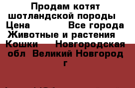 Продам котят шотландской породы › Цена ­ 2 000 - Все города Животные и растения » Кошки   . Новгородская обл.,Великий Новгород г.